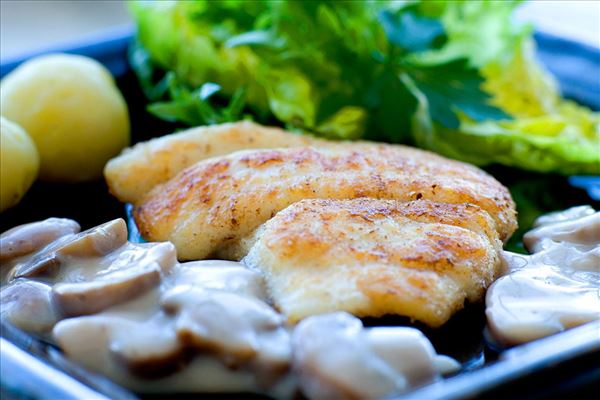 Gebratenes Schollenfilet mit Champignonsauce