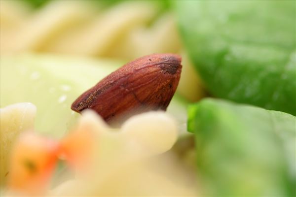 Pastasalat mit Spinat und gerösteten Mandeln